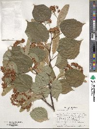 Tilia cordata image