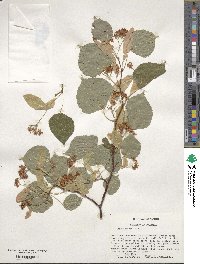 Tilia cordata image