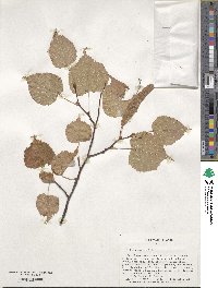 Tilia cordata image