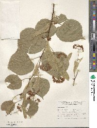 Tilia dasystyla image