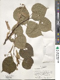 Tilia dasystyla image