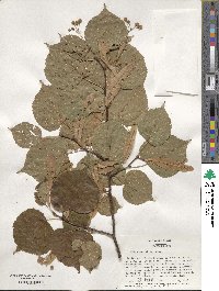 Tilia dasystyla image