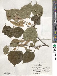 Tilia dasystyla image