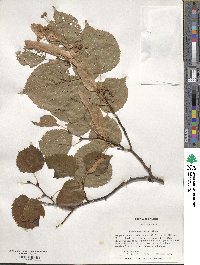 Tilia dasystyla image