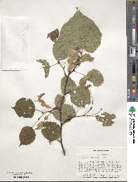 Tilia dasystyla image