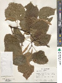 Tilia dasystyla image