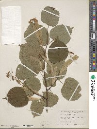 Tilia dasystyla image