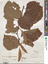 Tilia dasystyla image