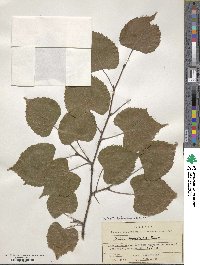 Tilia dasystyla image