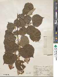 Tilia dasystyla image