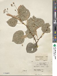 Tilia dasystyla image