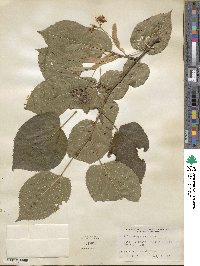 Tilia dasystyla image