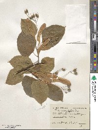 Tilia dasystyla image