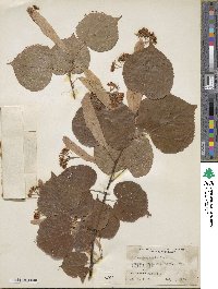 Tilia dasystyla image