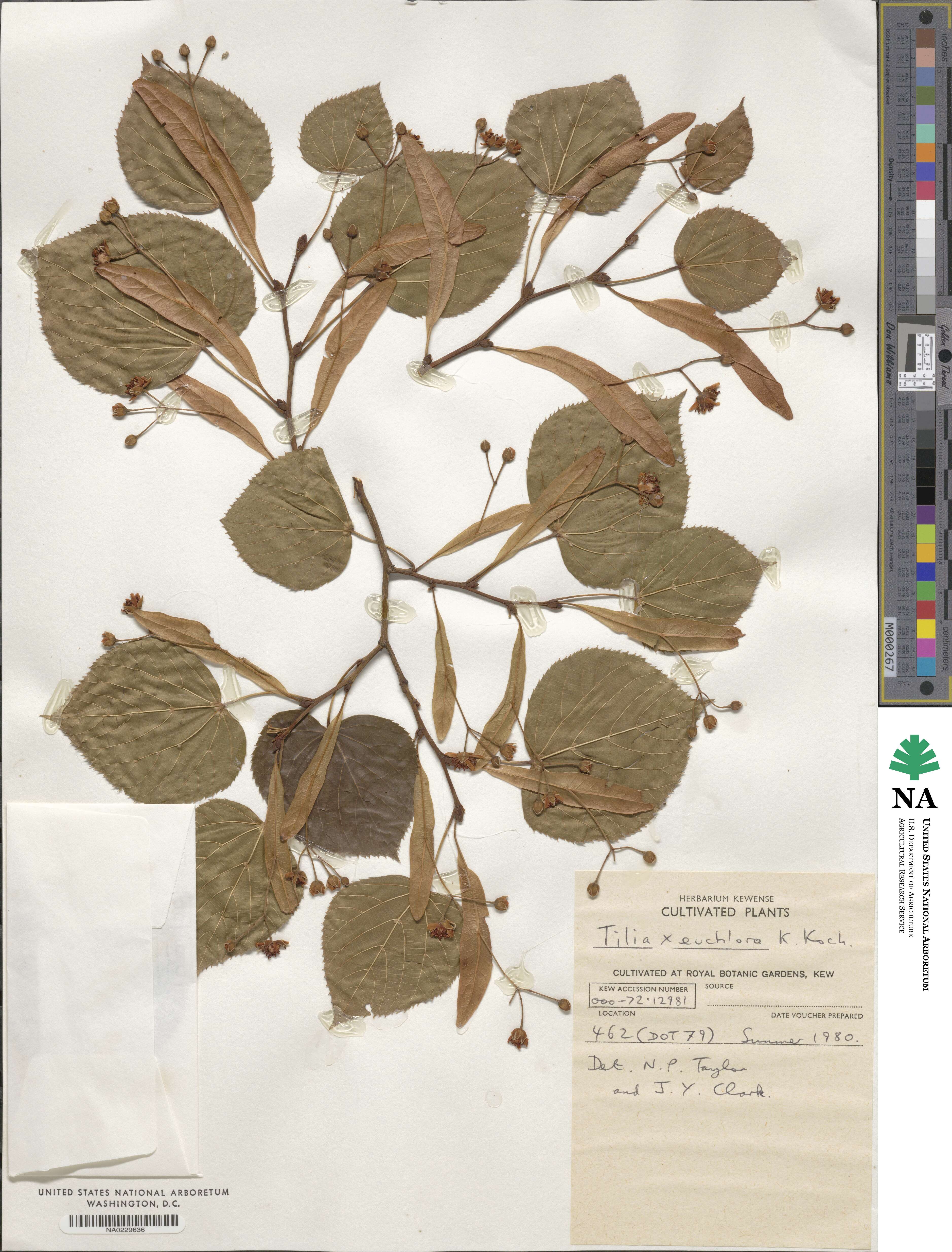 Tilia euchlora image