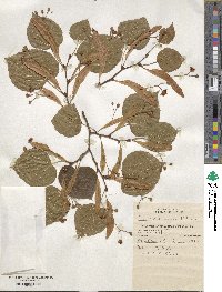 Image of Tilia euchlora