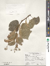 Tilia euchlora image