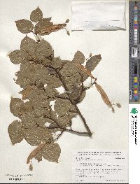 Tilia euchlora image