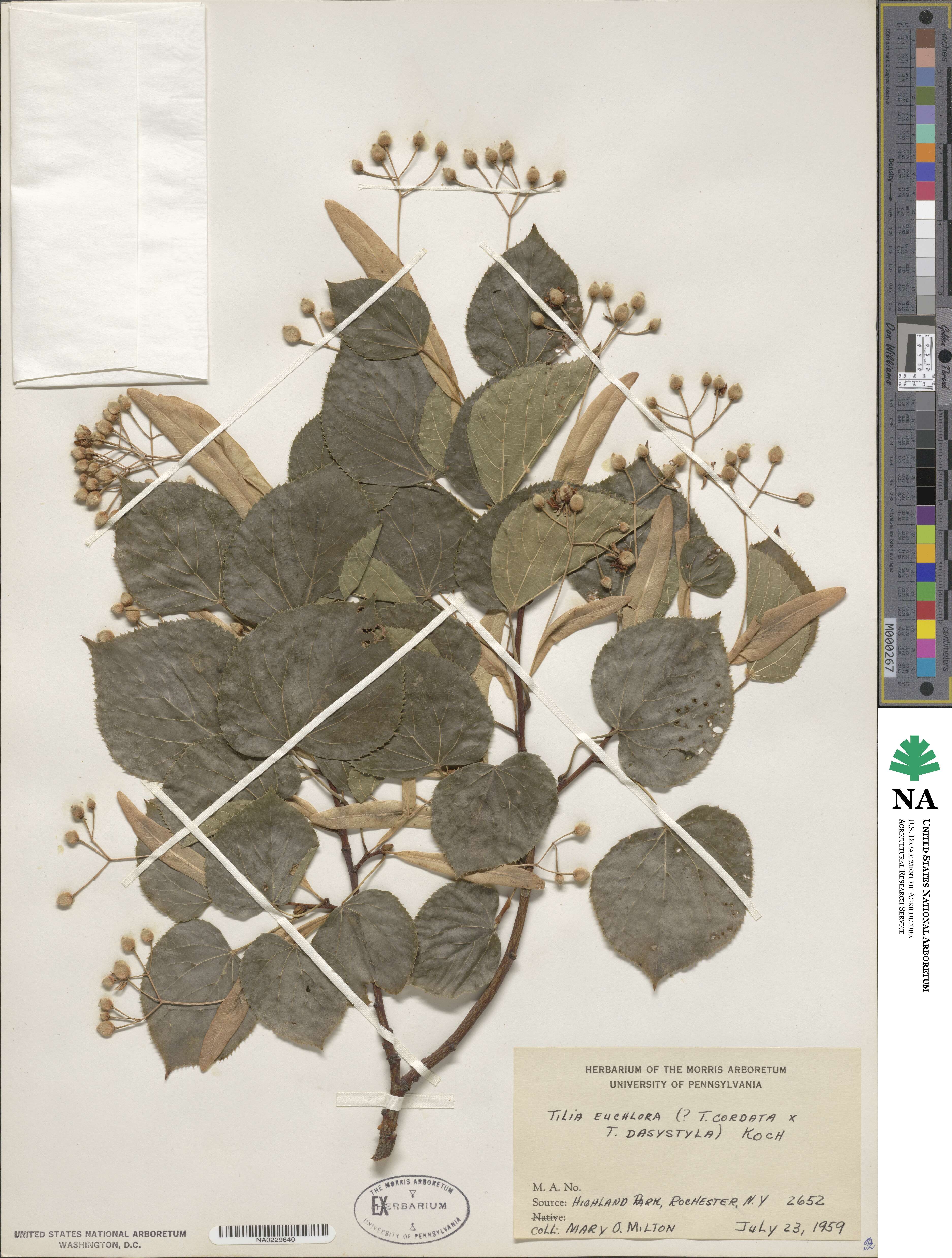 Tilia euchlora image