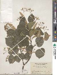 Tilia euchlora image