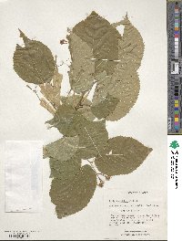 Tilia euchlora image