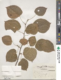 Tilia euchlora image