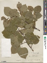 Tilia euchlora image