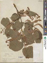 Tilia euchlora image