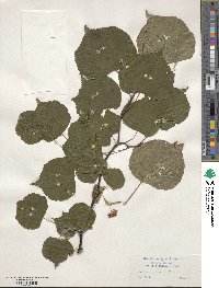 Tilia euchlora image