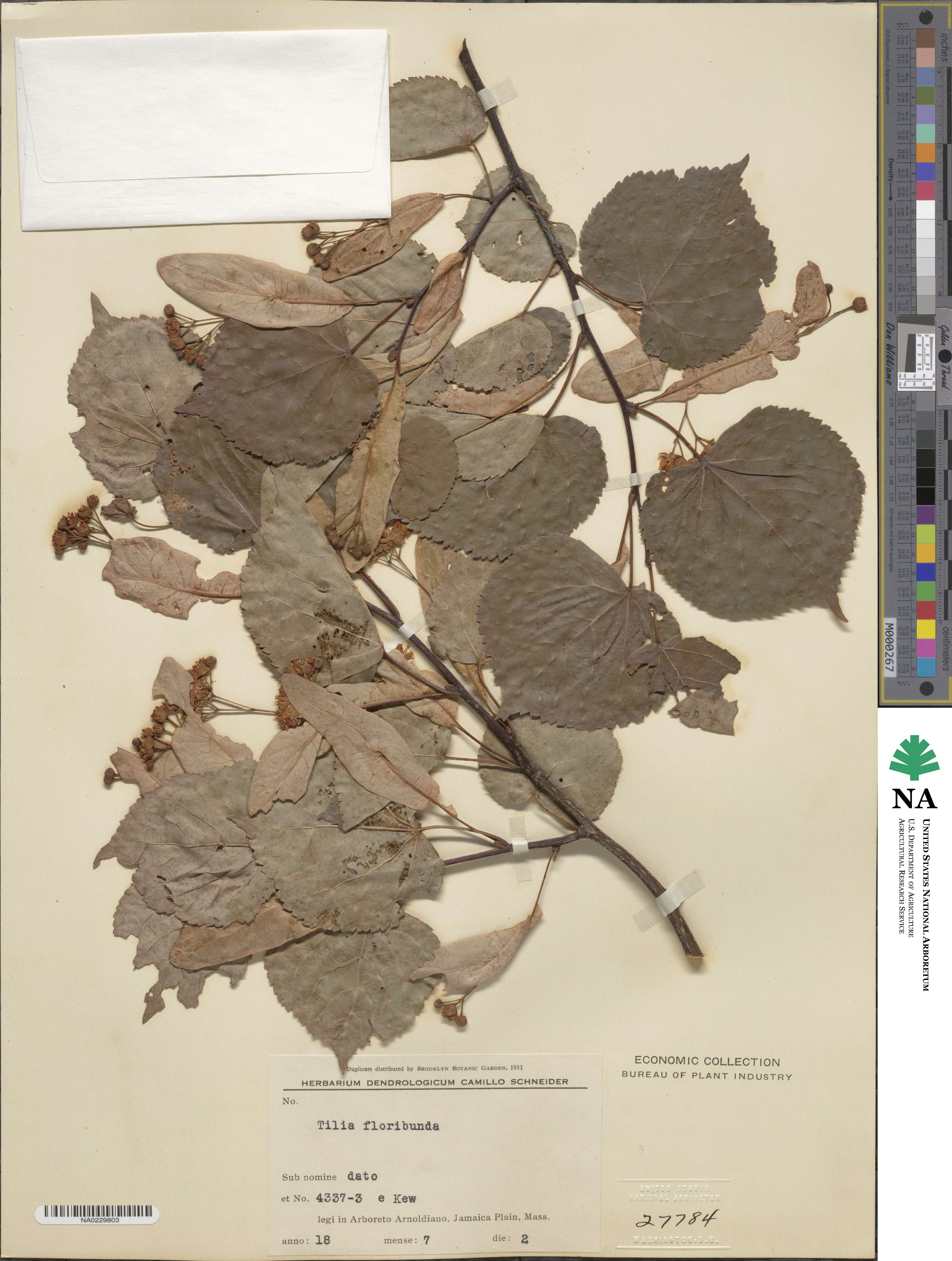 Tilia × europaea image