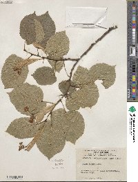 Tilia americana image