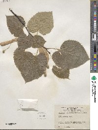 Tilia americana image