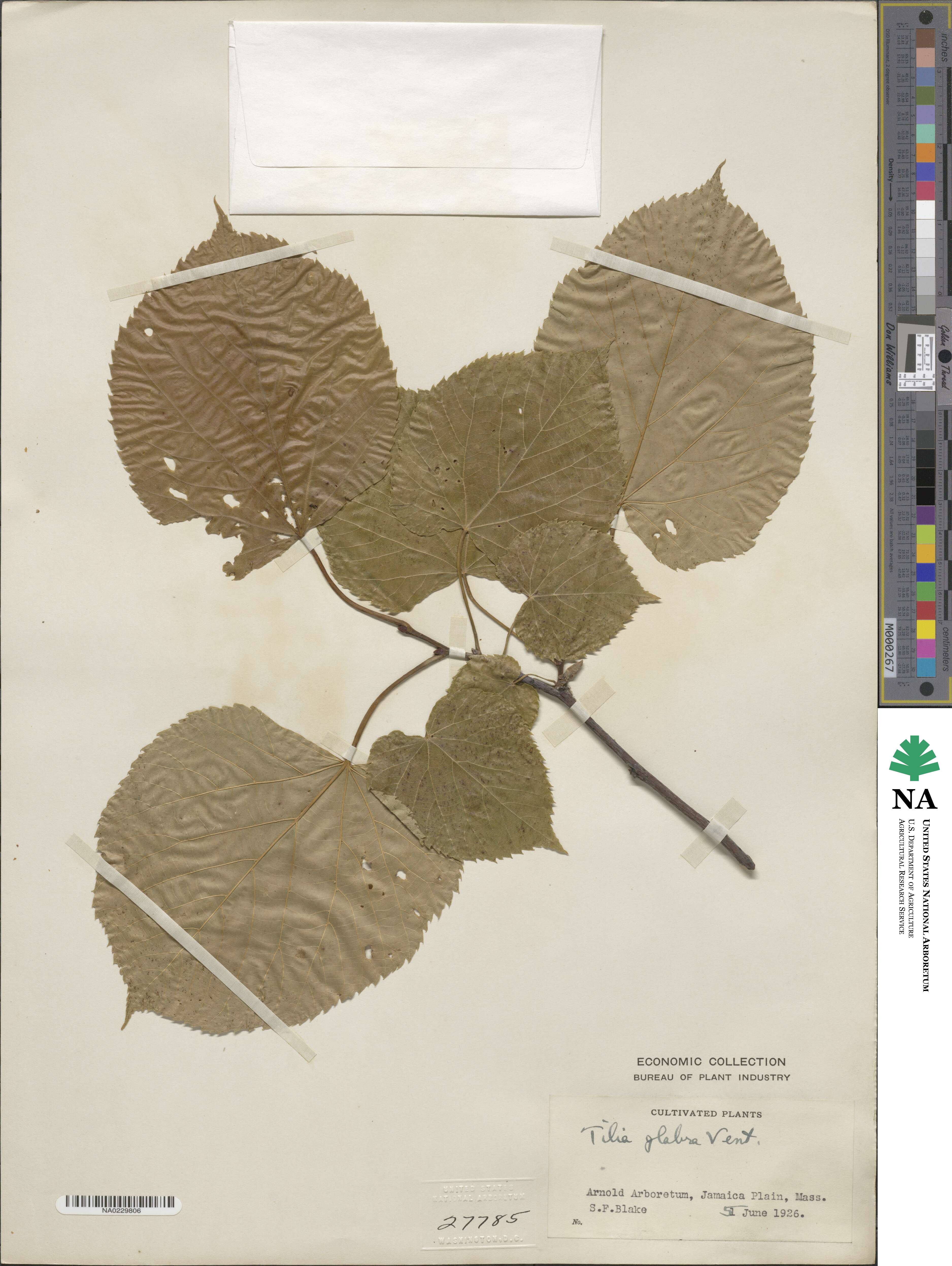 Tilia americana image