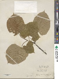 Tilia americana image