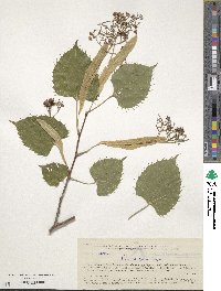 Tilia henryana image