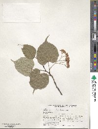 Tilia henryana image