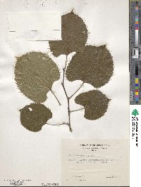 Tilia henryana image