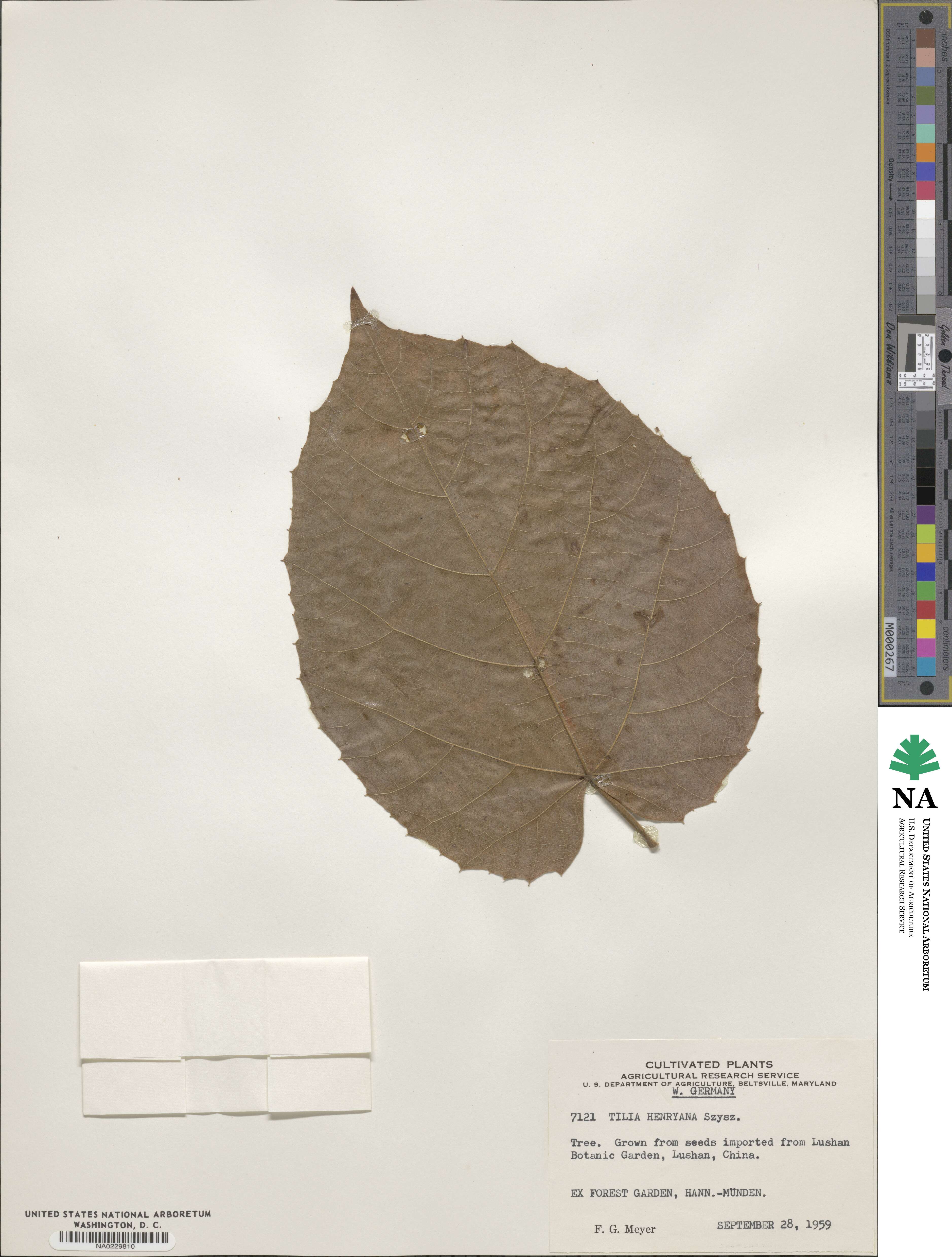 Tilia henryana image