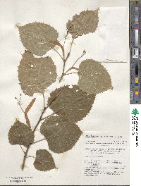 Tilia henryana image