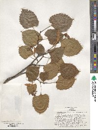 Tilia henryana image