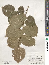 Tilia henryana image