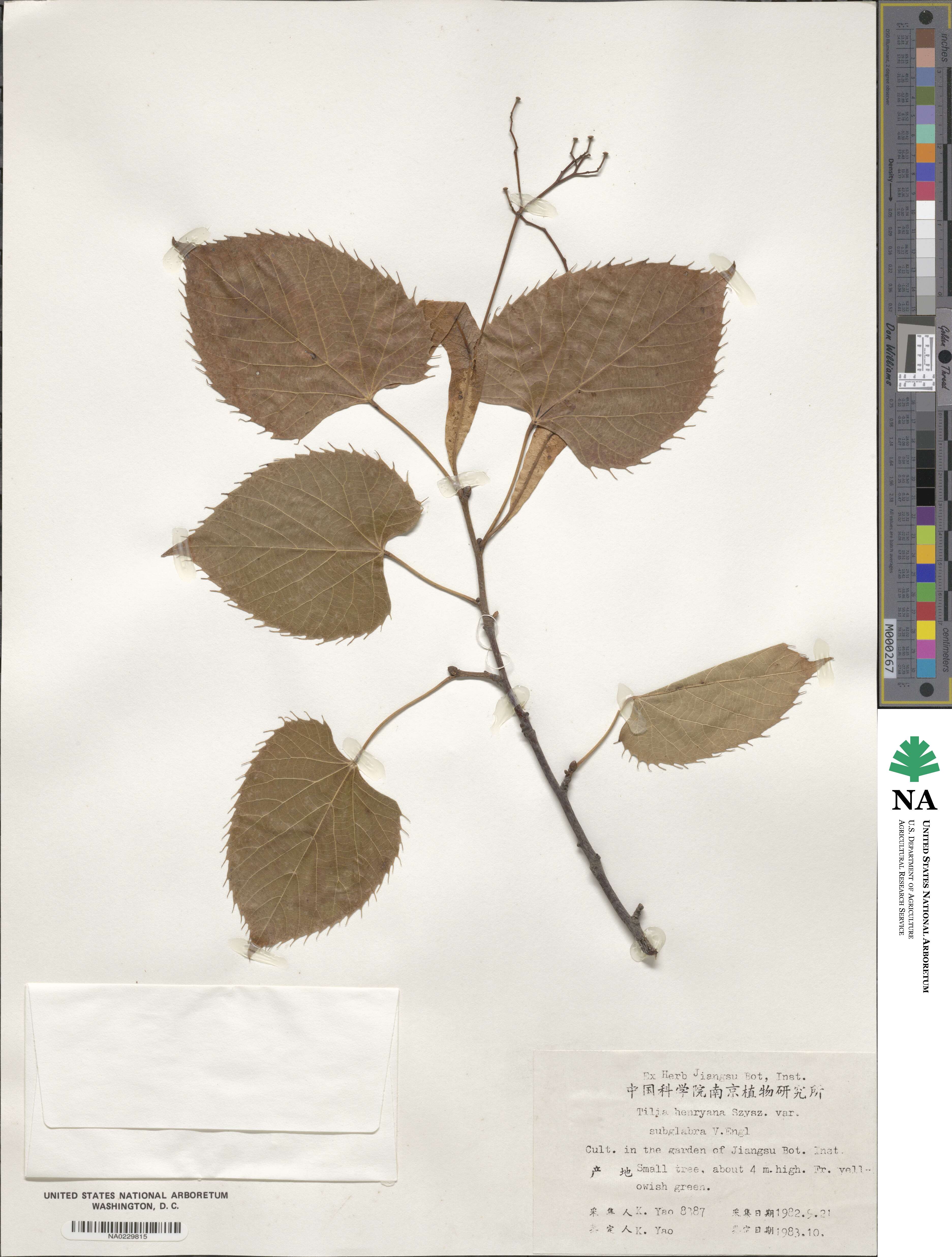 Tilia henryana var. subglabra image