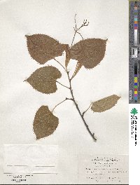 Tilia henryana image