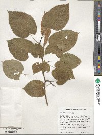 Tilia americana image