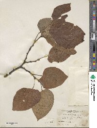 Tilia americana image