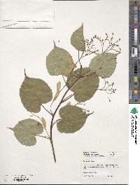 Tilia amurensis image