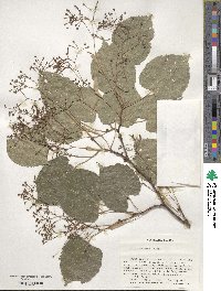 Tilia amurensis image