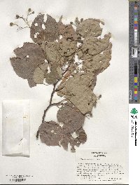 Tilia amurensis image