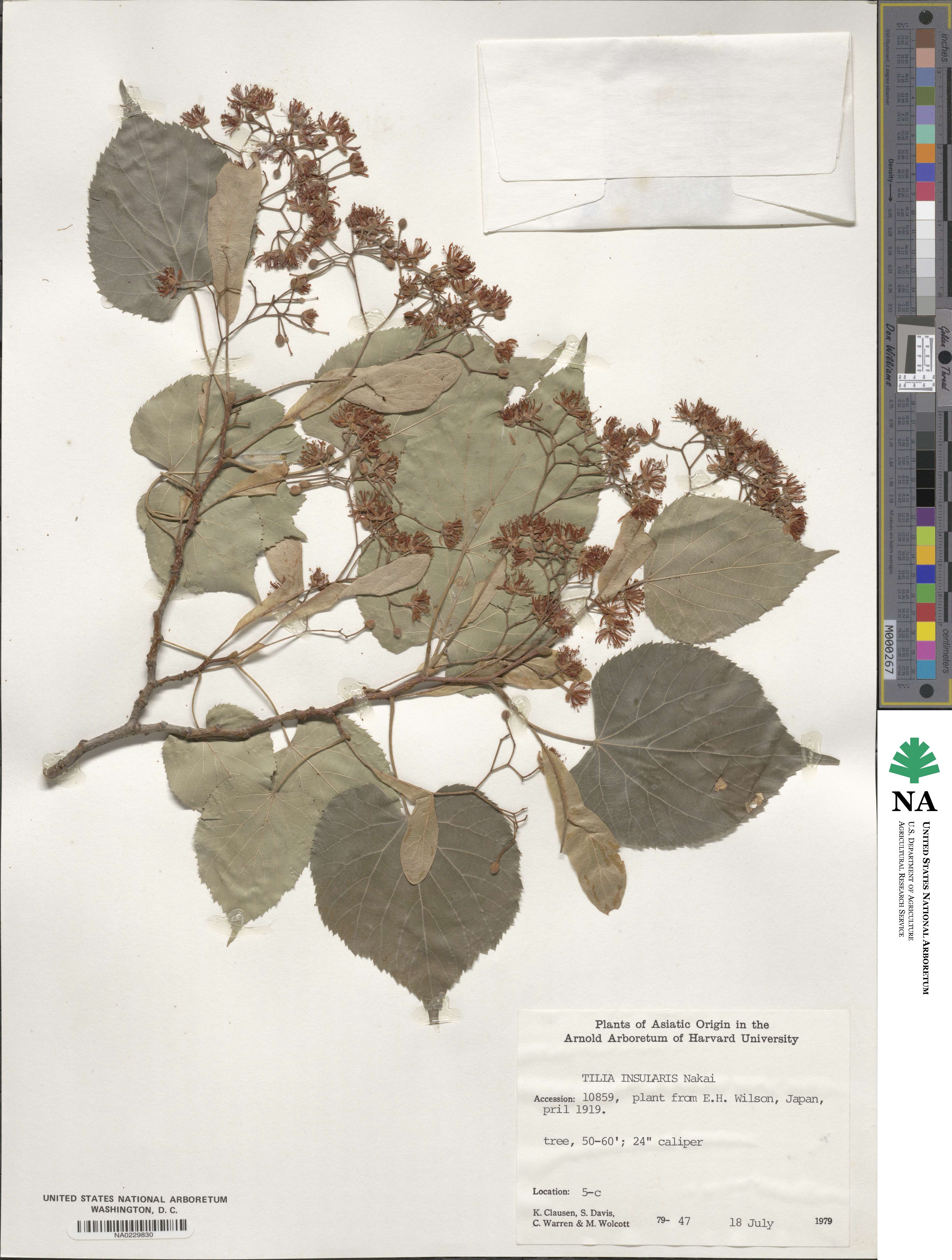 Tilia amurensis image