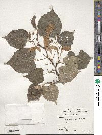 Tilia amurensis image